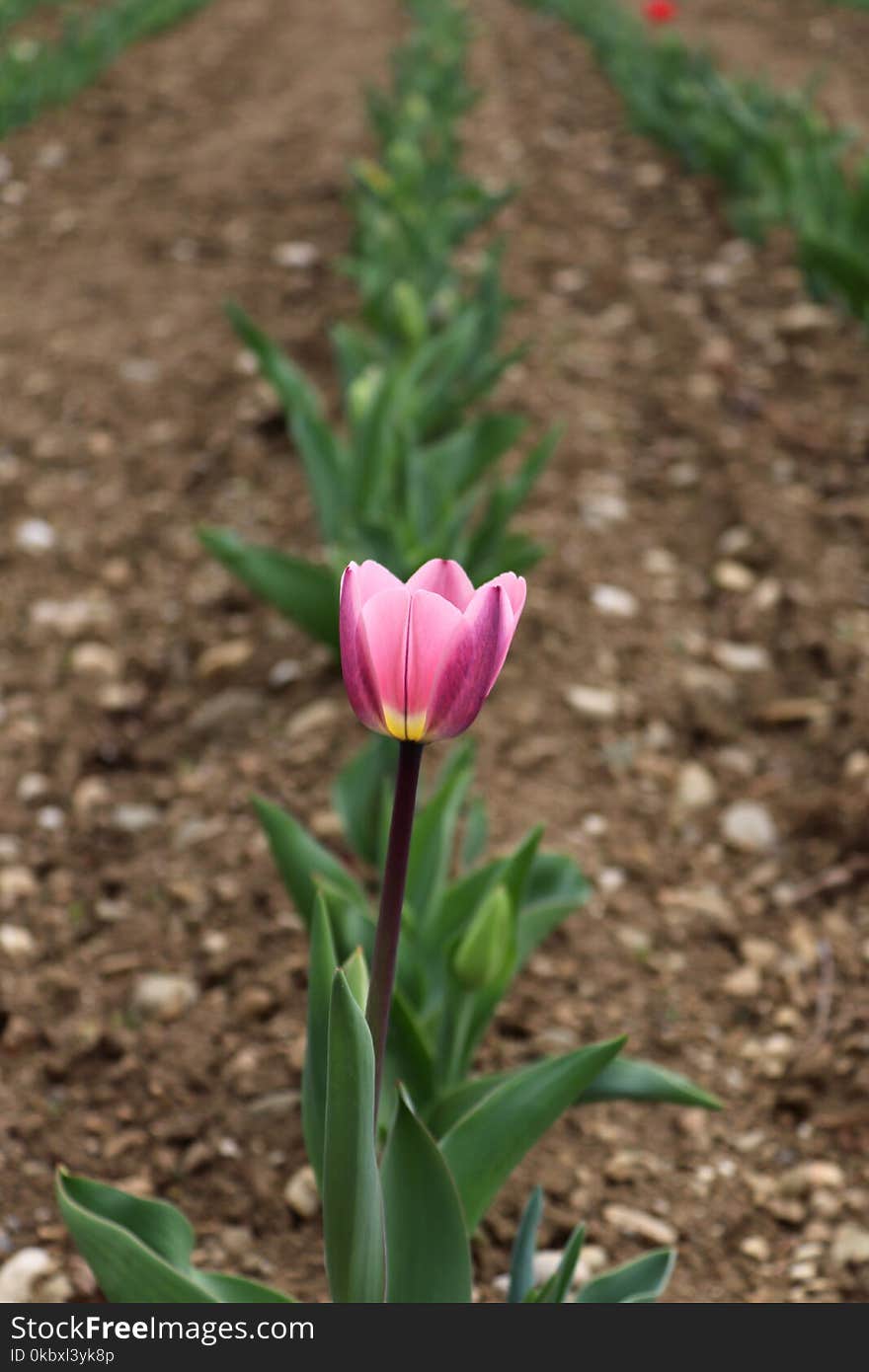 Flower, Plant, Tulip, Flowering Plant