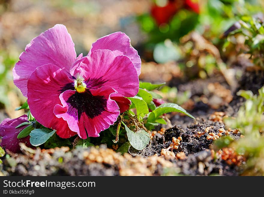 Flower, Plant, Flora, Flowering Plant