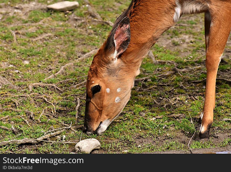 Wildlife, Fauna, Grass, Antelope