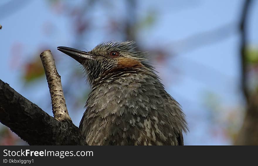 Bird, Beak, Fauna, Feather