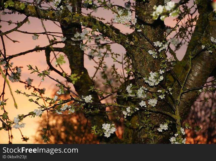 Branch, Tree, Plant, Blossom