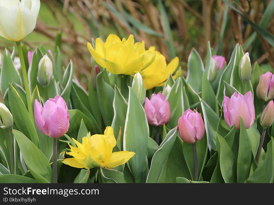 Flower, Plant, Flowering Plant, Tulip