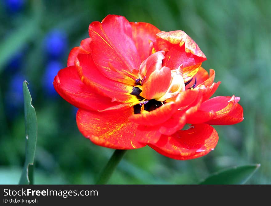 Flower, Wildflower, Plant, Flowering Plant