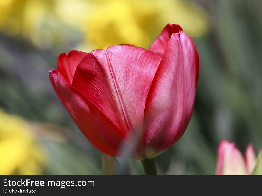 Flower, Red, Tulip, Flowering Plant