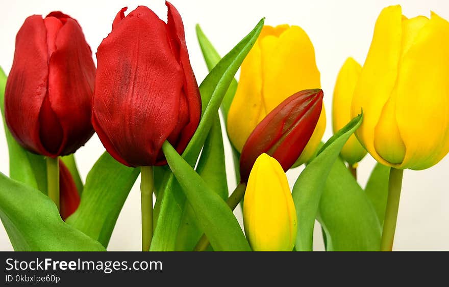 Flower, Tulip, Flowering Plant, Plant