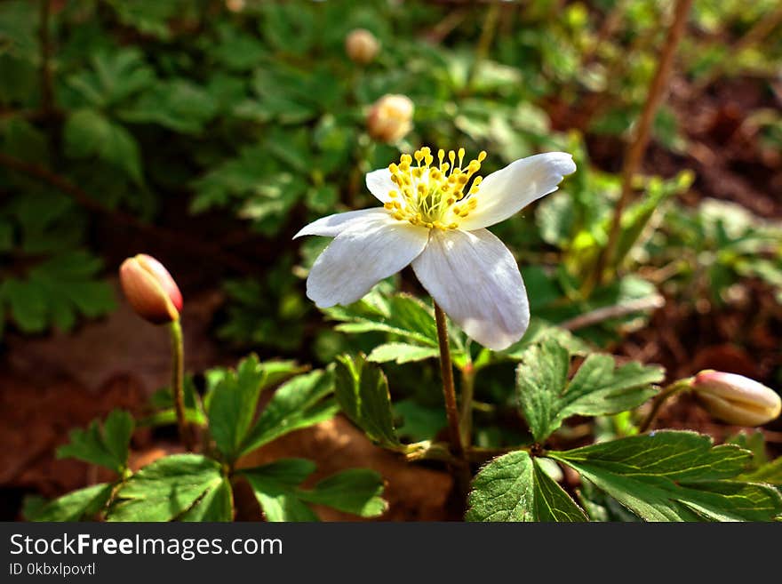 Flower, Plant, Flora, Flowering Plant