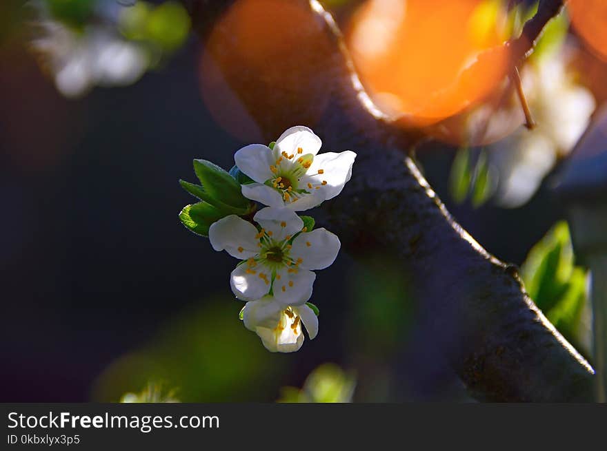 Blossom, Flower, Flora, Spring