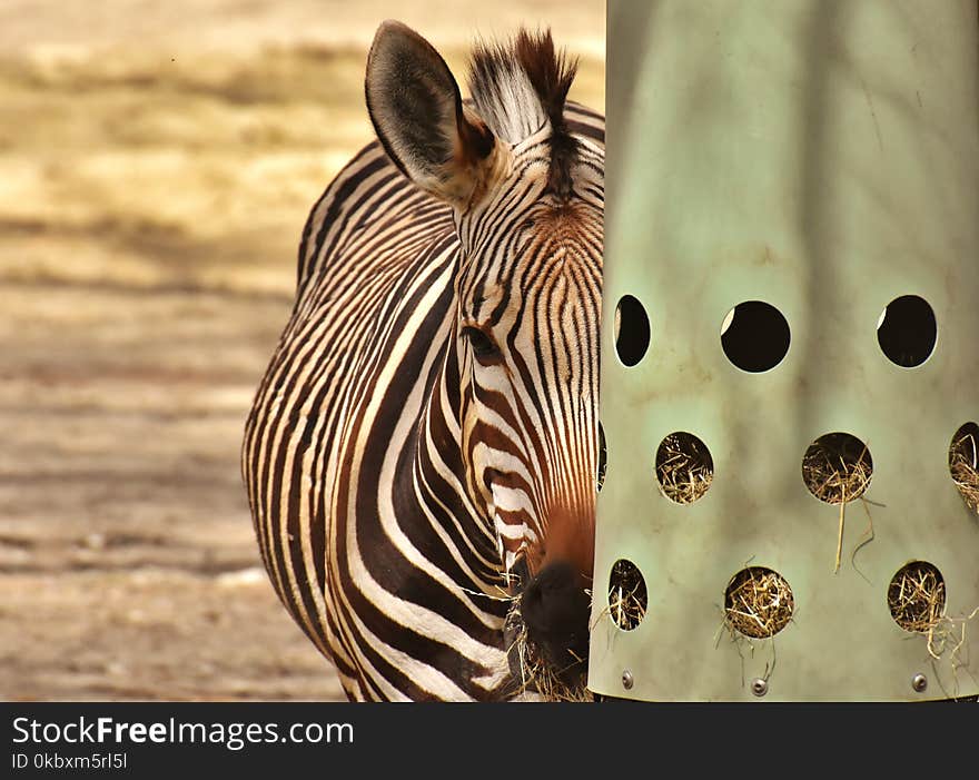 Wildlife, Zebra, Fauna, Mammal