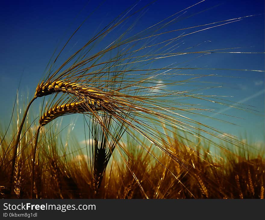 Sky, Wheat, Food Grain, Grass Family