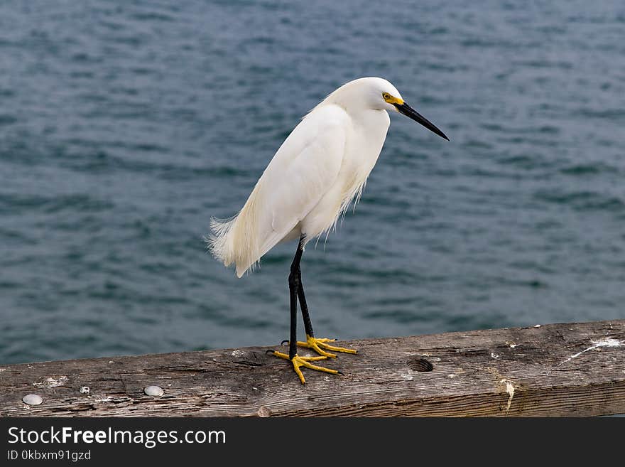 Bird, Great Egret, Egret, Beak