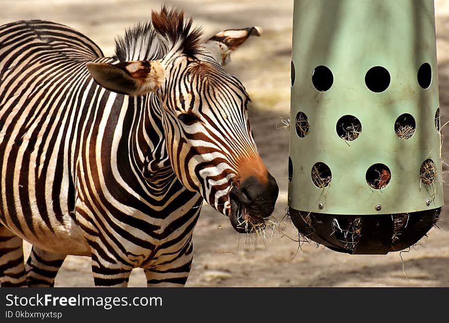 Wildlife, Zebra, Mammal, Fauna