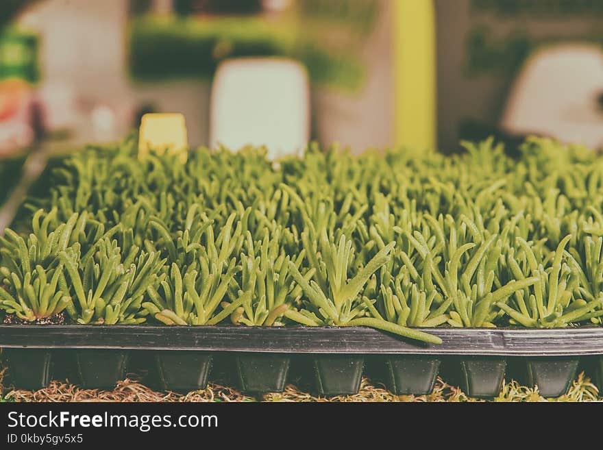 Seedlings of flowers and vegetables growing in foam containers in paper bags on the window in the ground on a Sunny day. Modern tendencies of cultivation of seedling for a city garden. Selective focus