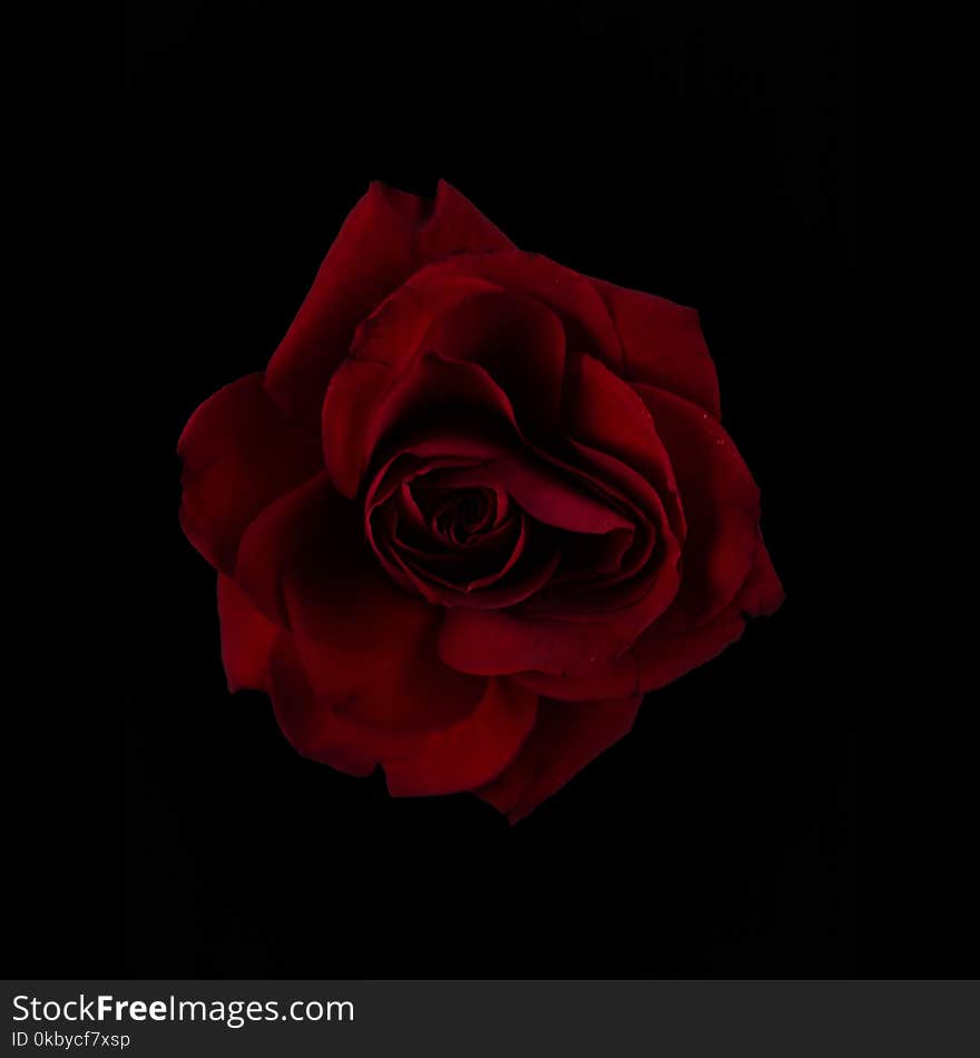 Red abstract dark rose on black background. Red abstract dark rose on black background