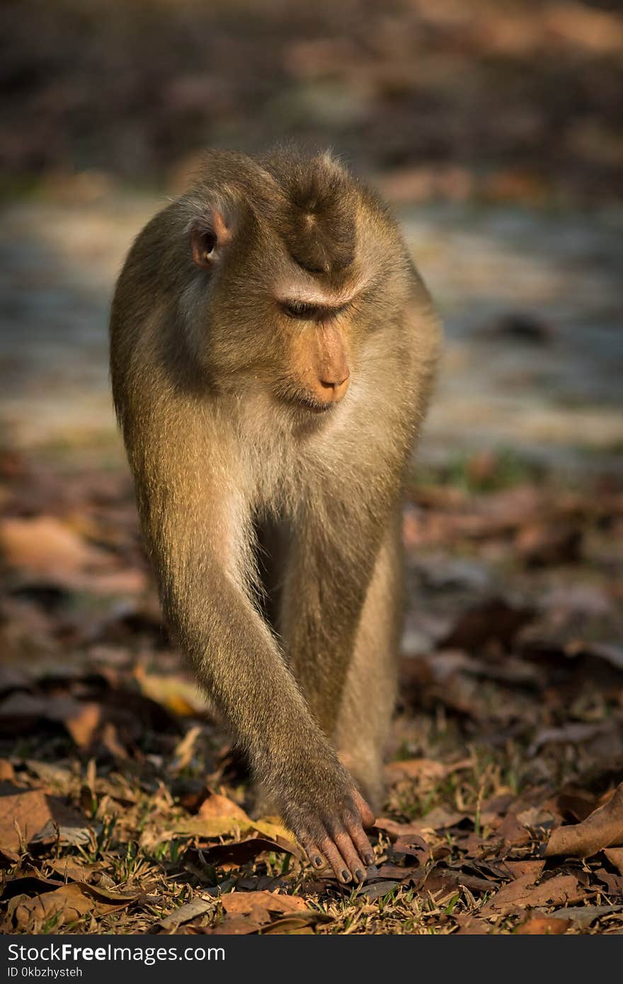 The monkey live in the forest, Khao Yai National Park, Thailand