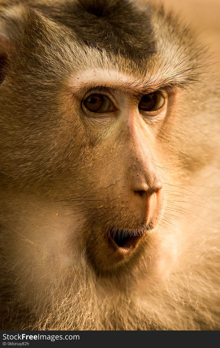 The monkey live in the forest, Khao Yai National Park, Thailand