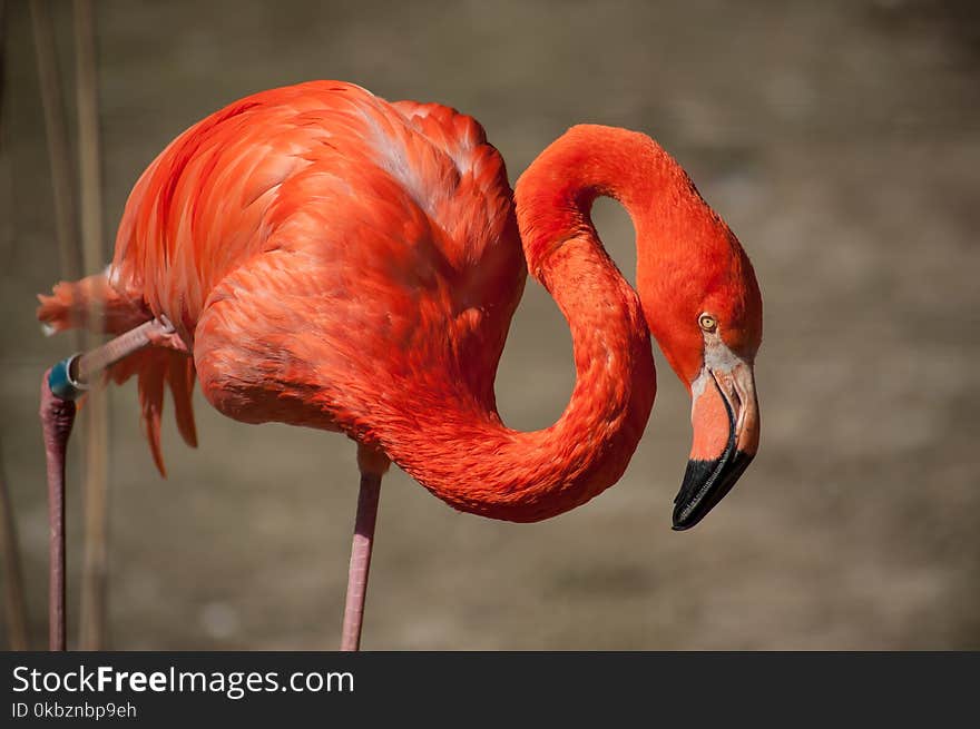 Portrait of pink flamingo in border water