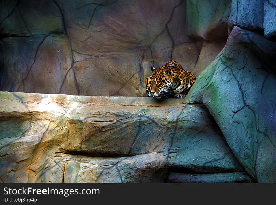 Tiger with rock in the ZOO Olomouc - Czech republic. Tiger with rock in the ZOO Olomouc - Czech republic