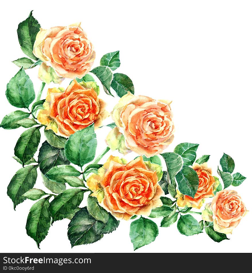 Watercolor orange rose with leaves. Floral corner. White background.