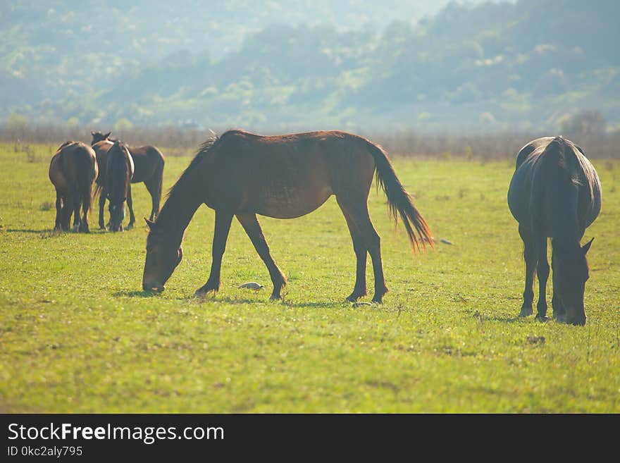 Wild horses grazing on a sunny mountain meadow.
