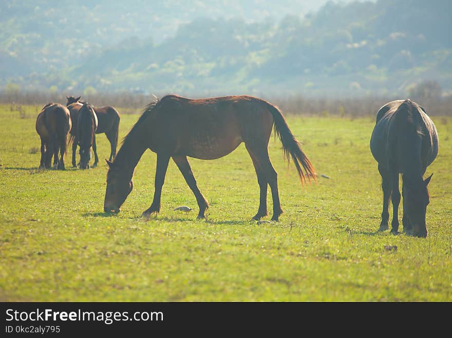 Wild horses grazing on a sunny mountain meadow