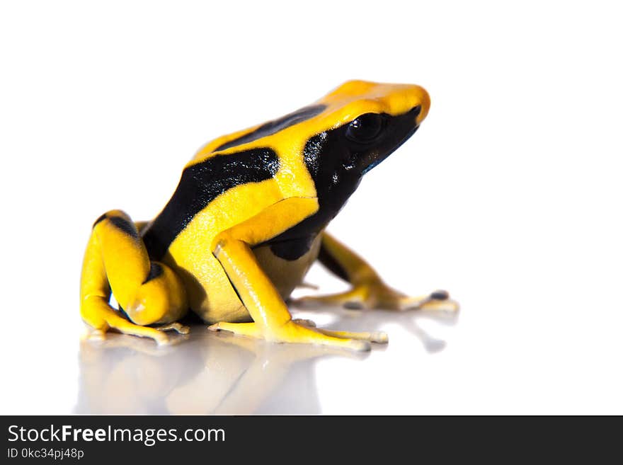 Regina Blue Dyeing Poison Dart Frogling, Dendrobates tinctorius, on white background. Regina Blue Dyeing Poison Dart Frogling, Dendrobates tinctorius, on white background.