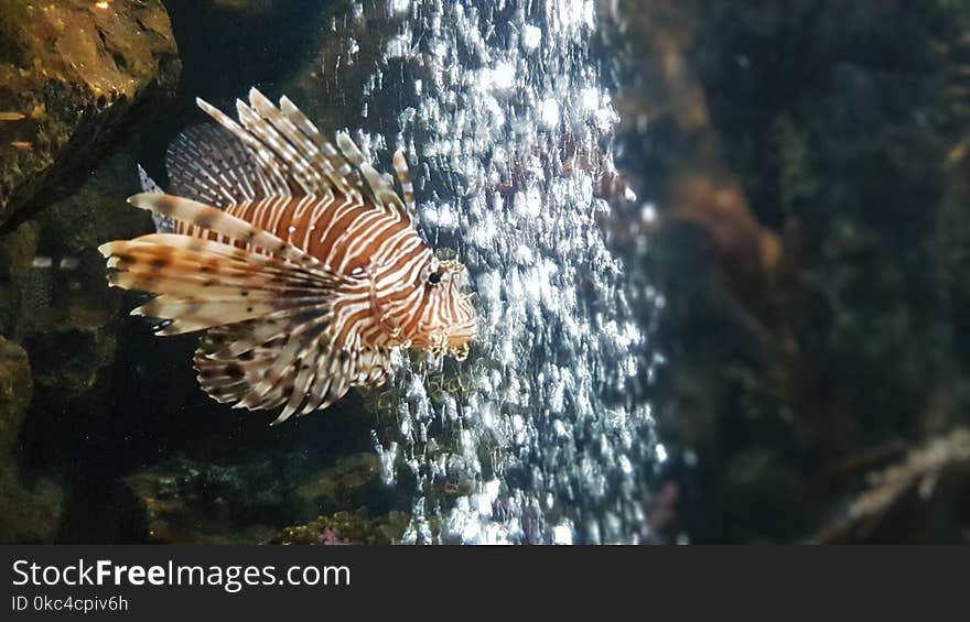 Lion fish