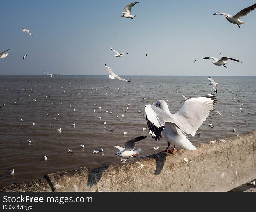 Watching seagulls at Bangpoo, Thailand. Winter season.