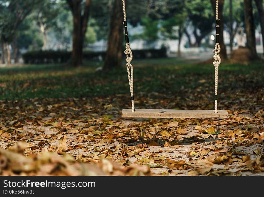 Wood swing In the park empty wood swing in the park