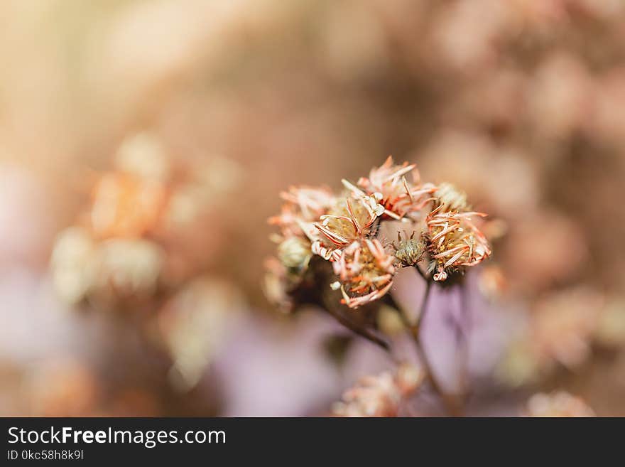 Close up Beautiful dried flowers on bright background blur.