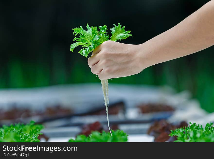 Hydroponics,Organic Fresh Harvested Vegetables,Farmers Hands Holding Fresh Vegetables.