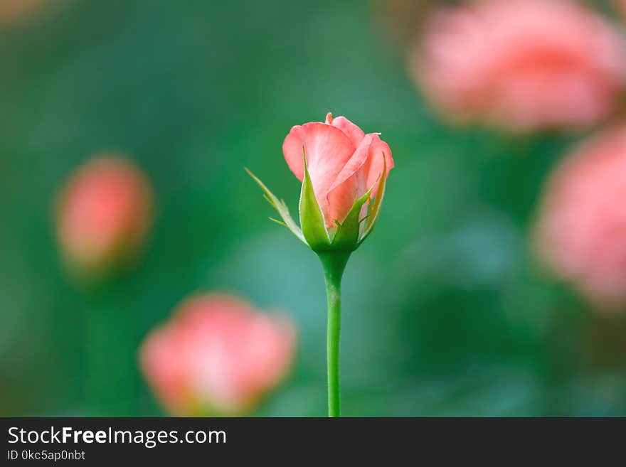 In selective focus of a Pink roses blossom in the botanical garden with warm bokeh light and blur green nature background. In selective focus of a Pink roses blossom in the botanical garden with warm bokeh light and blur green nature background.