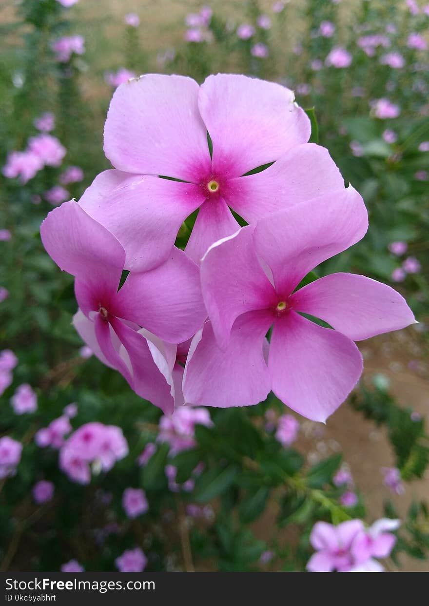 Photo of Purple Petaled Flowers