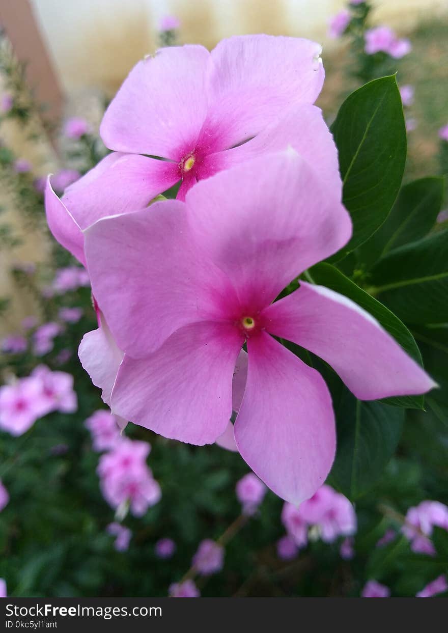 Tilt Shift Lens Photography of Pink Flowers