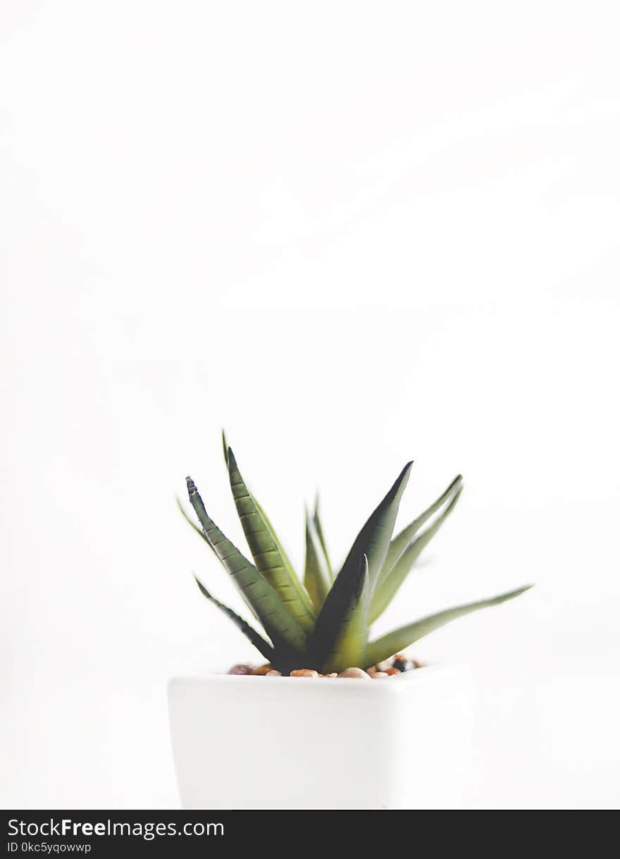 Aloe Vera Plant on White Pot