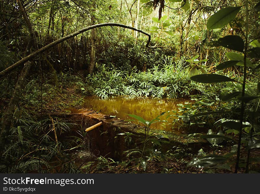 Pond Surrounded by Plants at Daytime