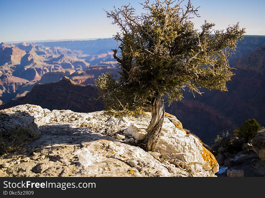 Green Leafed Tree on Mountain Photo