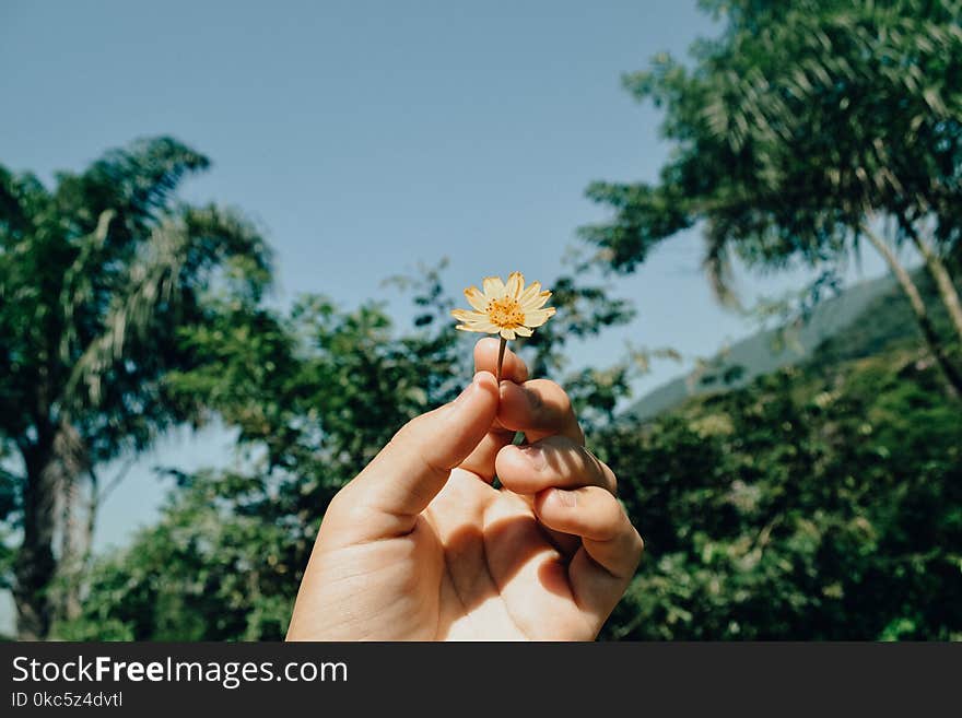 Person Holding White Aster Beside Trees Under White Clouds Blue Skies Daytime