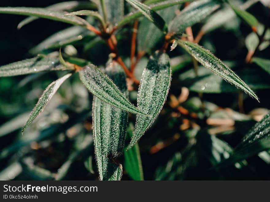 Close-up Photo of Green Leaf Plant