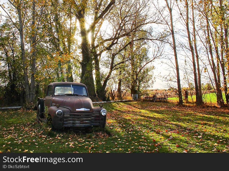 Classic Brown Single Cab Pickup Truck Parked Next to Tall Trees