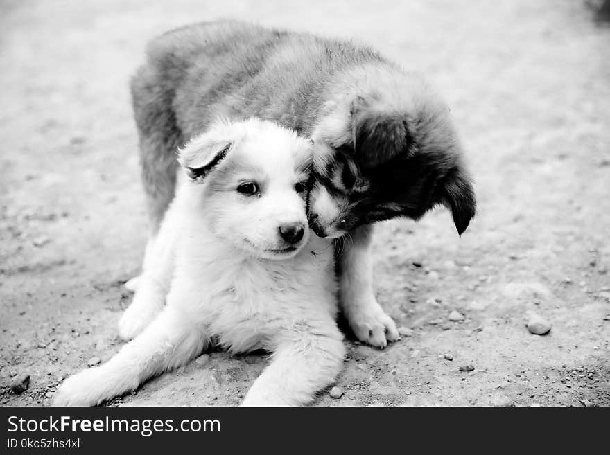 Grayscale Photography of Two Puppies