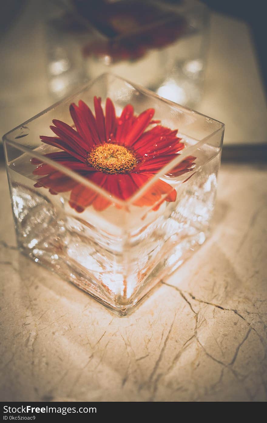 Shallow Focus Photography of Red Petal Flower Decor