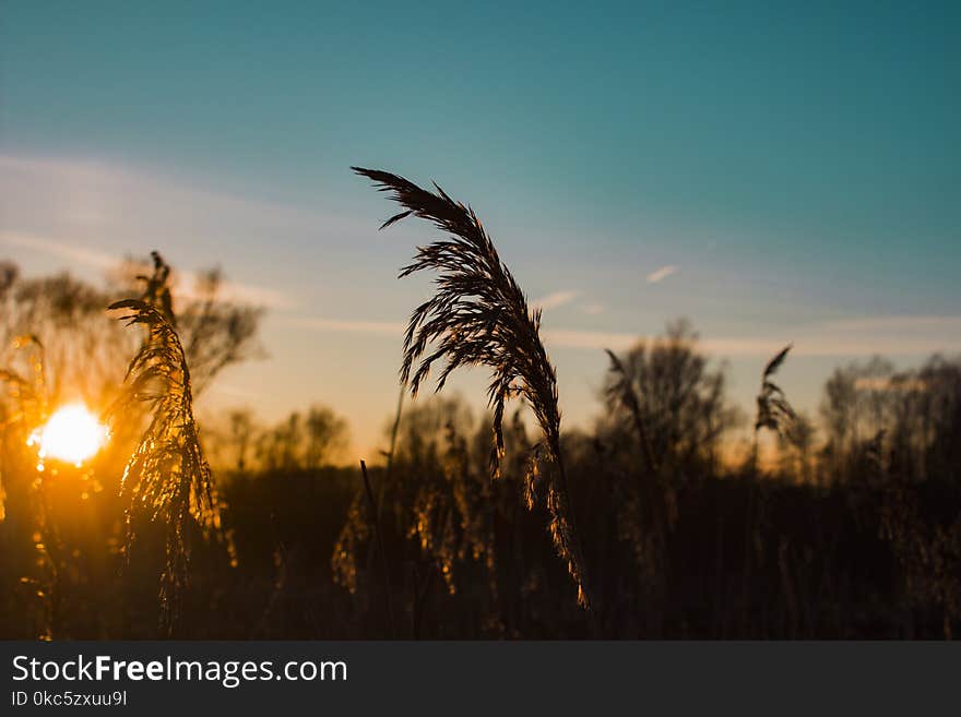 Shallow Focus Photography of Brown Plant