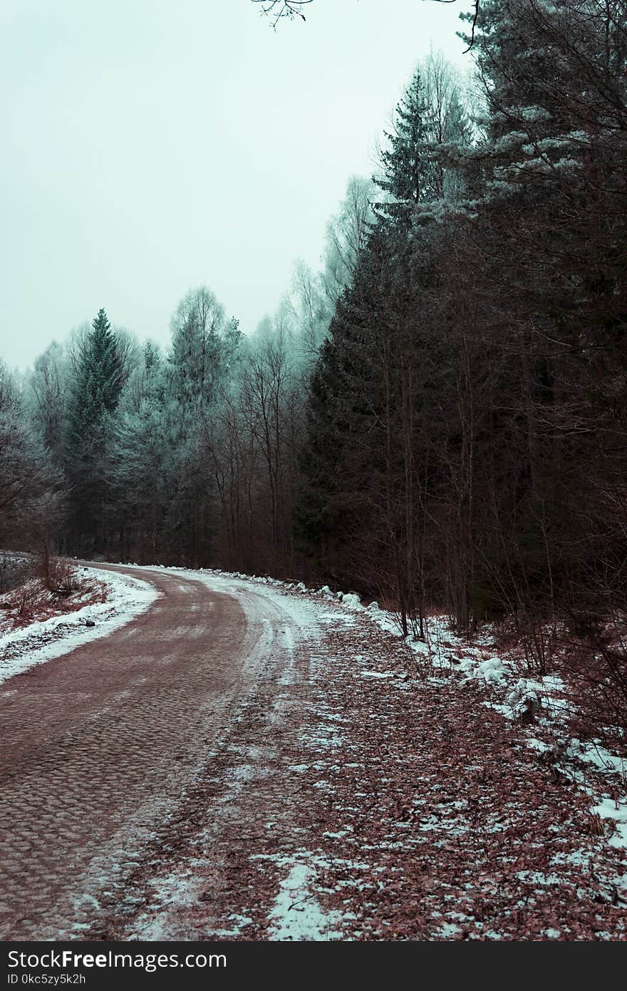 Green Leafed Trees next to a road