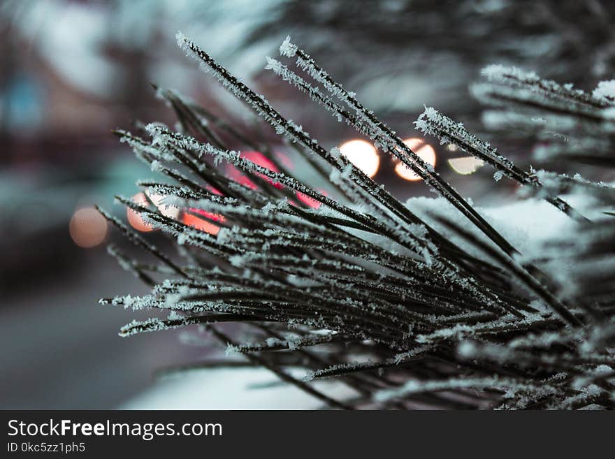 Macro Photography of Needle Leafed Plant With Snowflakes