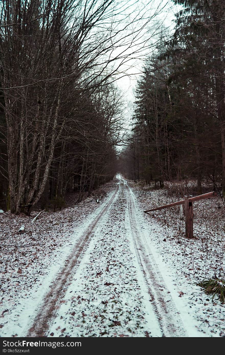 Road Between Bare Trees Under White Sky