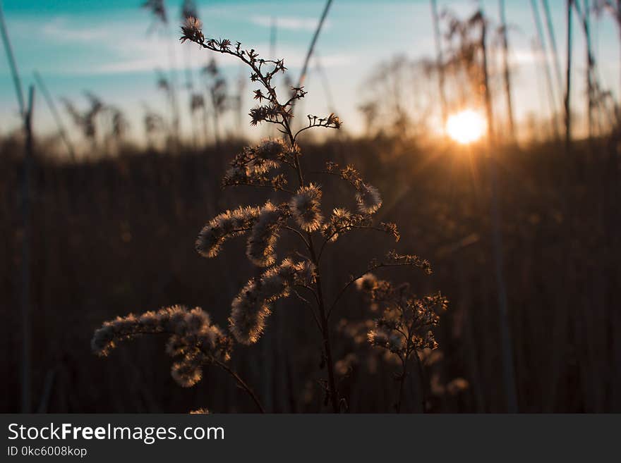 Shallow Focus Photography of Brown Flower