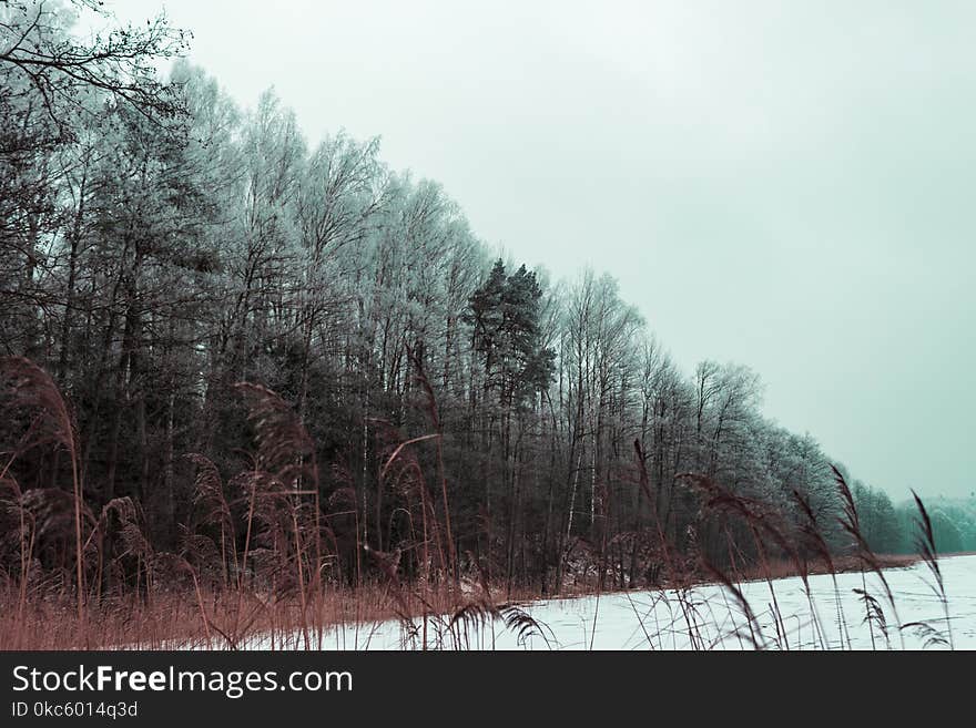 Green Leaf Tree Field