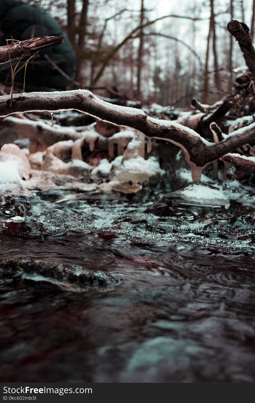 Brown Wood Branch Coated With Ice Near Water Photo