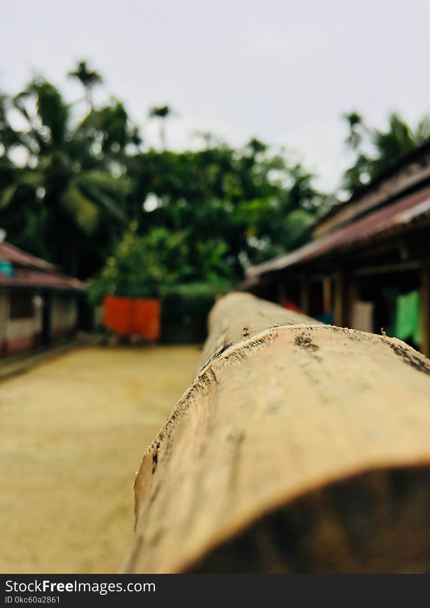 Closed Up Photography of Bamboo