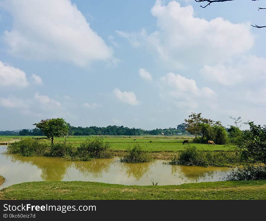 Landscape Photography of Body of Water Surrounded by Plants and Trees